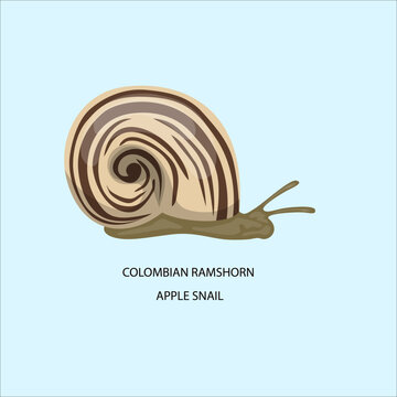 Brown Garden Snail With Shell