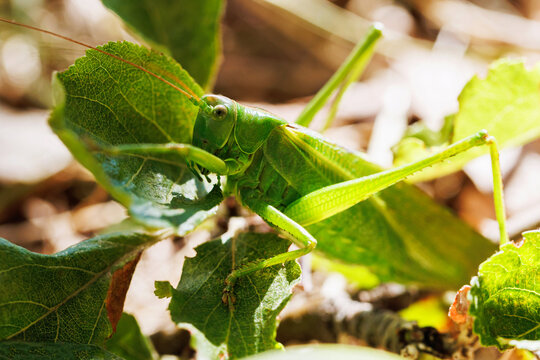 Close macro of green katydid grasshopper perched on leaf with bright sunlight highlighting insect body wings and natural camouflage in outdoor habitat