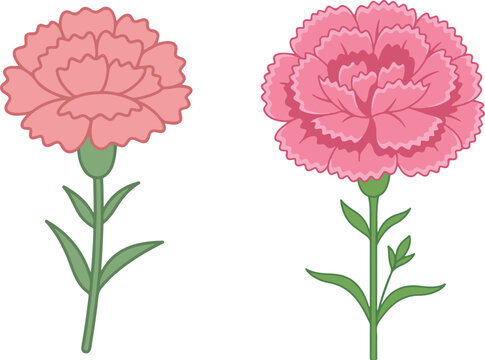 Illustration of pink carnation flowers with detailed layered petals and green stems, representing ornamental garden plants in a clean vector style.