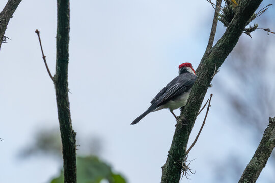 Red-cowled cardinal (Paroaria dominicana) on a branch with bromeliads. Ideal image for Brazilian biodiversity, ornithology and tropical nature themes.