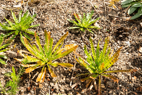 Yellow weed or Reseda Luteola plant in Zurich in Switzerland 3.4.2026