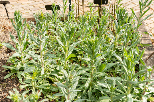Woad or Isatis Tinctoria plant in Zurich in Switzerland 3.4.2026