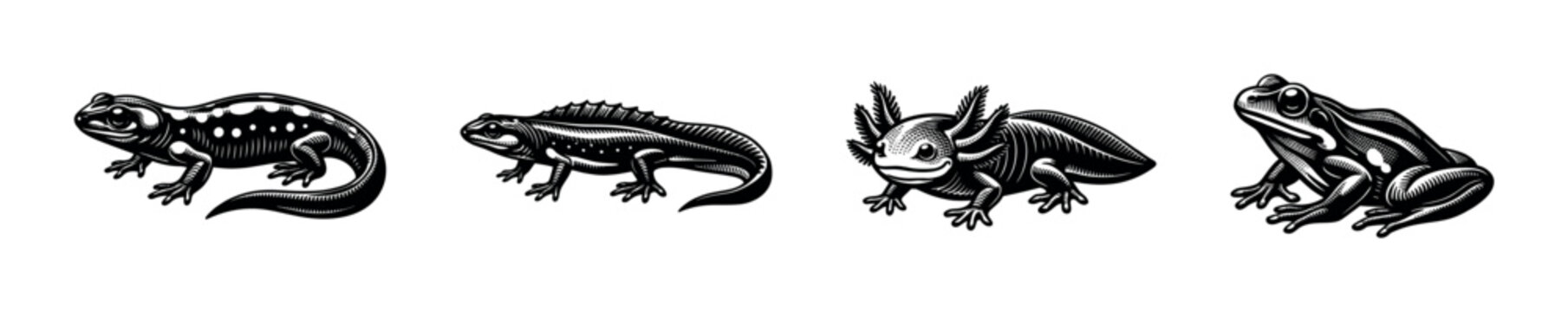 Black and white vector illustrations of amphibian reptiles salamander frog axolotl geckos