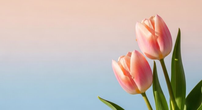 Delicate pink tulips bloom against a soft pastel sky, symbolizing spring