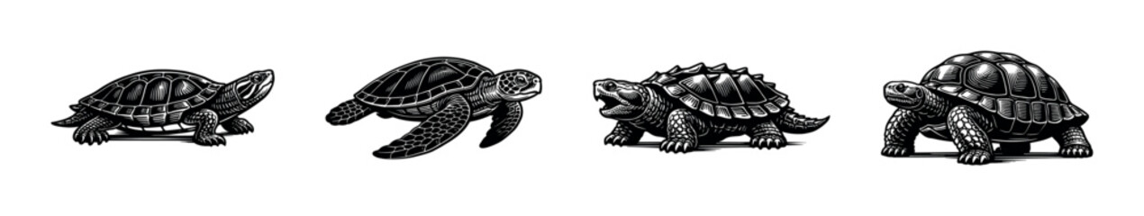 Fototapeta premium Black and white vector illustrations of turtles and tortoises in detailed silhouette style