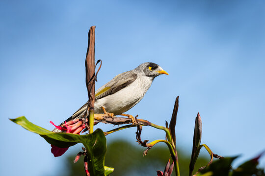 Portrait of an Australian noisy minor bird honeyeater (Manorina melanocephala) perched on a flower on a blue sky sunny day.