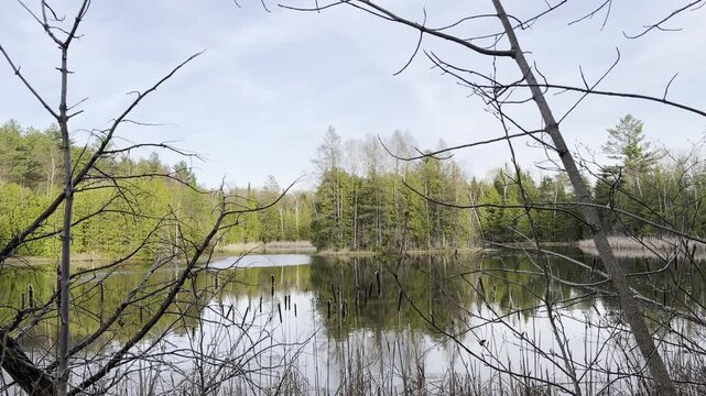A static shot of a pond accompanied by the various sounds of insects and birds - Plan fixe d'un &eacute;tang agr&eacute;ment&eacute; des divers sons des insectes et des oiseaux