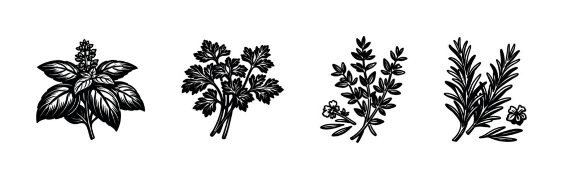 Black and white herb illustration featuring basil rosemary parsley thyme botanical elements