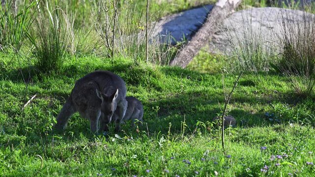 Eastern grey kangaroo, Macropus giganteus, with joey on green meadows by Mann River, New South Wales, Australia. Iconic wildlife parenting scene in natural riverside habitat.