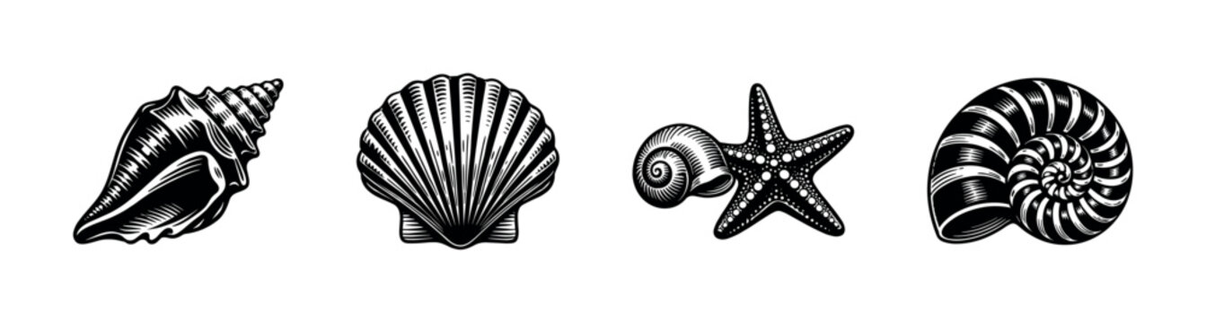Black and white vector illustration of nautical shells and starfish elements