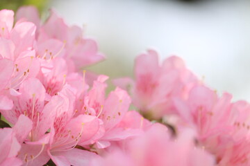Fototapeta premium ツツジ, 自然, 花, ５月, ４月, 庭園, 庭, 花びら, 満開, 美しい, フローラル, 葉, 明るい, 植物, 咲く、屋外、園芸