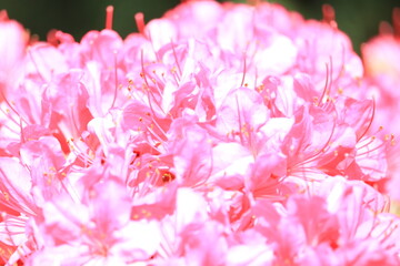 Obraz premium ツツジ, 自然, 花, ５月, ４月, 庭園, 庭, 花びら, 満開, 美しい, フローラル, 葉, 明るい, 植物, 咲く、屋外、園芸