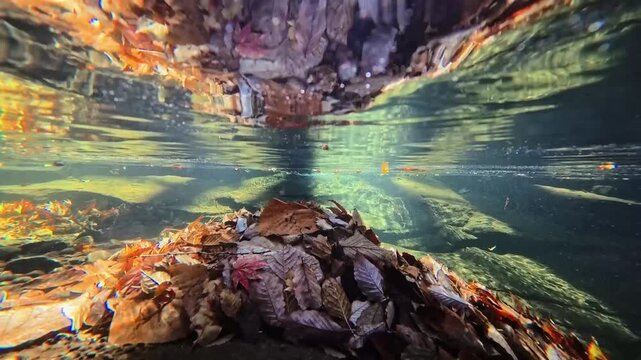 湧水が流れる川底に落ちた紅葉　阿蘇　マゼノ渓谷