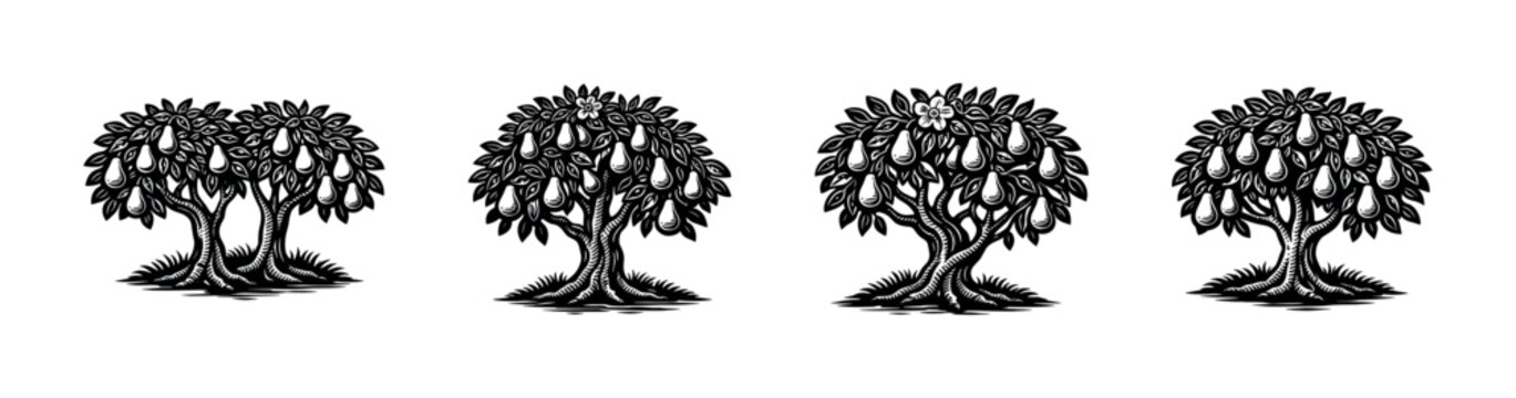 Hand-drawn pear trees illustration black and white botanical elements silhouette