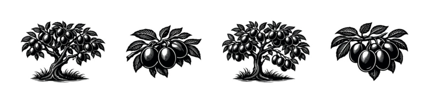 Vintage black and white plum tree and fruit illustration silhouette botanical elements