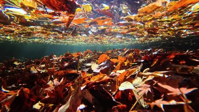 湧水が流れる川底に落ちた紅葉　阿蘇　マゼノ渓谷