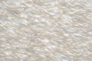 Obraz premium Mother of Pearl Shell Texture Seamless Pattern. Close-up nacre shell surface detail. Iridescent organic material design. Realistic pearl shell texture background. Detailed glossy macro close-up. 