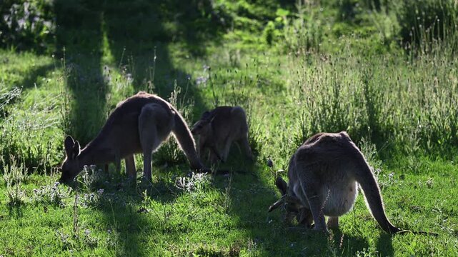 Eastern grey kangaroo, Macropus giganteus, with joey on green meadows by Mann River, New South Wales, Australia. Iconic wildlife parenting scene in natural riverside habitat.