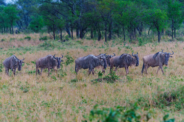 Obraz premium Line of Wildebeest or Connochaetes taurinus herd migrating across Serengeti landscape during rainy period in Tanzania.
