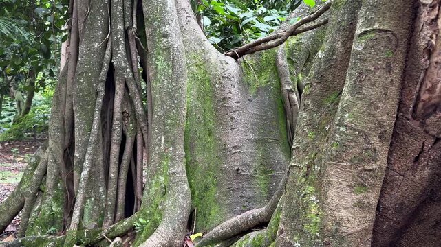 Strangler fig tree roots slowly tilting upwards