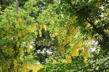 Fototapeta premium yellow wisteria flowers