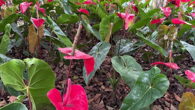 Beautiful red anthurium flowers growing in a garden