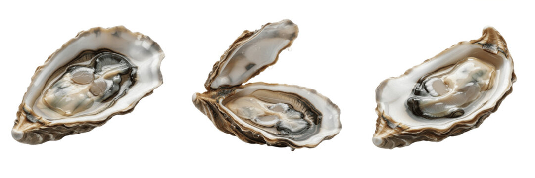 Set and collection of open oyster shell isolated on white transparent png background