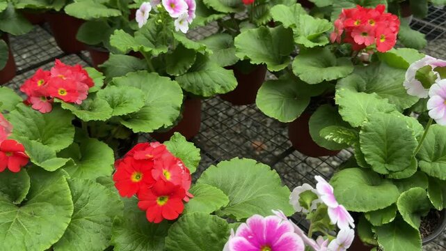 Colorful primrose flowers blooming in a greenhouse