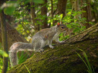 Local squirrel © Chris