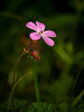 Herb-Robert