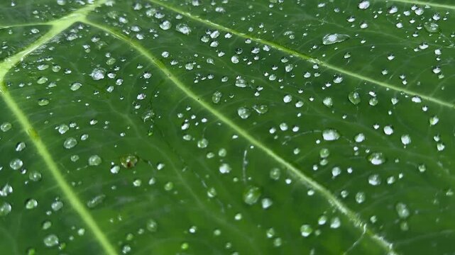 Raindrops rolling down a large green leaf