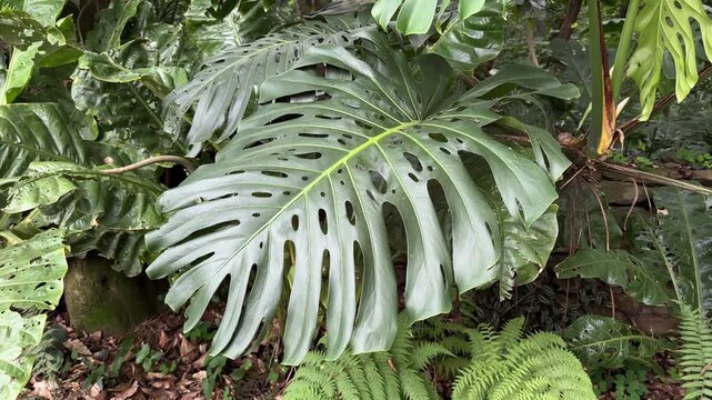 Wet monstera deliciosa leaf growing in lush rainforest