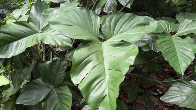 Lush green tropical philodendron leaves swaying