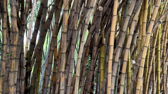 Dense bamboo forest with yellow stalks