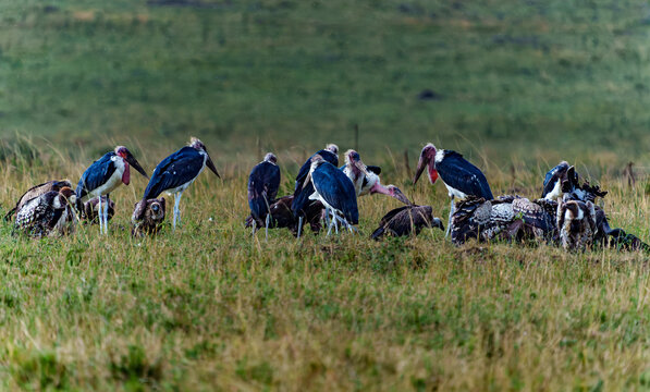 Marabou stork or Leptoptilos crumenifer and Eurasian griffin vulture or Gyps fulvus competing over carrion.