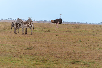 Obraz premium Two zebra together and an ostrich walking away on Serengeti Plains