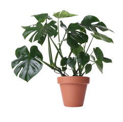 Beautiful Monstera in pot isolated on white. House plant © New Africa