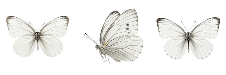 Set and collection of white butterfly isolated on white transparent png background © imageworld