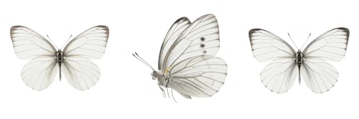 Set and collection of white butterfly isolated on white transparent png background © imageworld