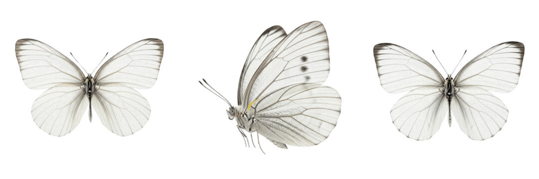 Set and collection of white butterfly isolated on white transparent png background