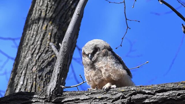 A young fluffy fledgling Great Horned Owl trying to hang on to tree limb in a stiff wind.