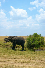 Fototapeta premium African savannah elephant (Loxodonta africana), the largest living land mammal roaming the African plains here with small tusks.