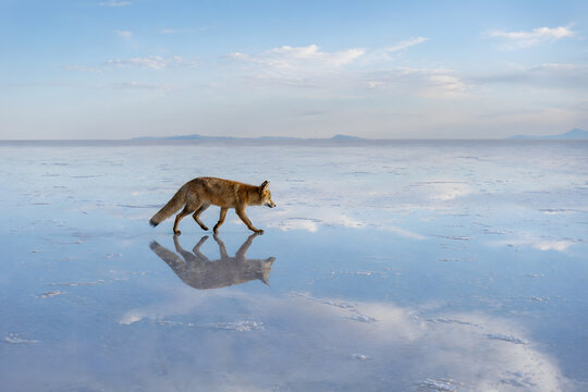 Fox On Glass Surface Landscape Background