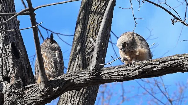 A fledgling Great Horned Owl with adult parent on tree limb on a windy day.