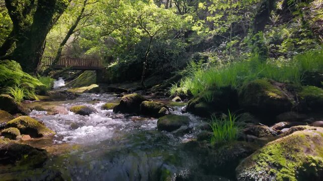 Serene creek gently flows over mossy stones in a tranquil forest setting, with sunlight filtering through the vibrant green canopy and a small wooden bridge crossing the water upstream