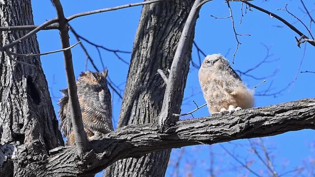 A fledgling Great Horned Owl with adult parent on tree limb on a windy day.