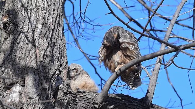A fledgling Great Horned Owl with adult parent on tree limb preening and stretching on a windy day.
