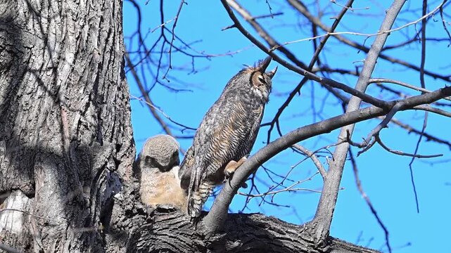 St. Anthony Park, Minnesota. Silverwood park. A fledgling Great Horned Owl with adult parent on tree limb preening on a windy day.