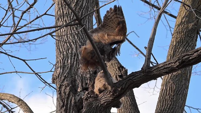 A fledgling Great Horned Owl with adult parent stretching on tree limb