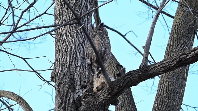A fledgling Great Horned Owl with adult parent stretching on tree limb